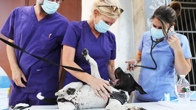 Juice, a pit bull, is cared for at a mobile veterinary service for pets in Skid Row in Los Angeles, California. The Pets in Need Project has been traveling to areas with homeless populations throughout California over the past eight weeks and has provided around 1,200 pets with free veterinary services and food.