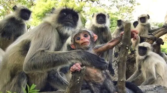 बंदर, funeral for a spy monkey