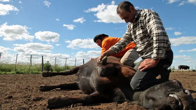 Productores rurales con un vacuno