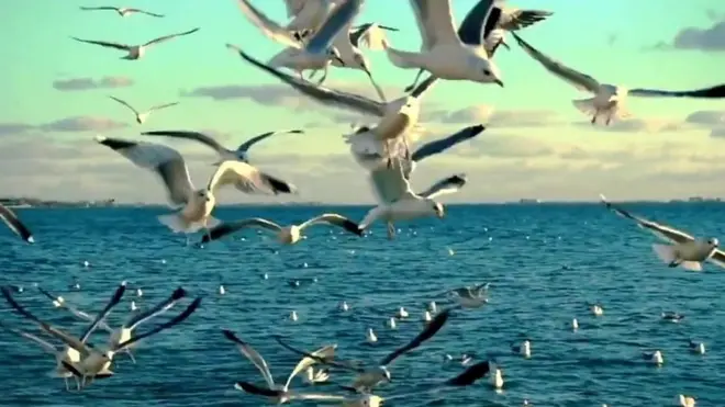 ఆల్బట్రాస్