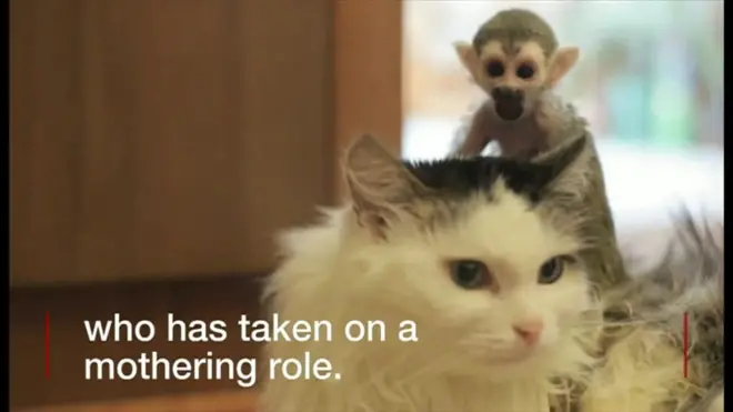 リスザルの赤ちゃん、猫が親代わりに
