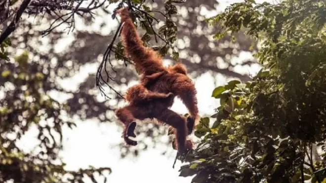 Penelitian mengungkapkan lebih dari 100.000 orangutan terbunuh selama 16 tahun terakhir.