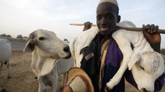Anti-open grazing law: Miyetti Allah stand on Lagos new law for cattle farmers