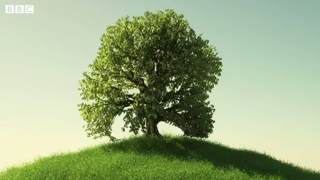Дерева - найпотужніша зброя проти зміни клімату
