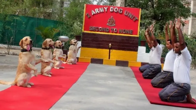योग करते कुत्ते