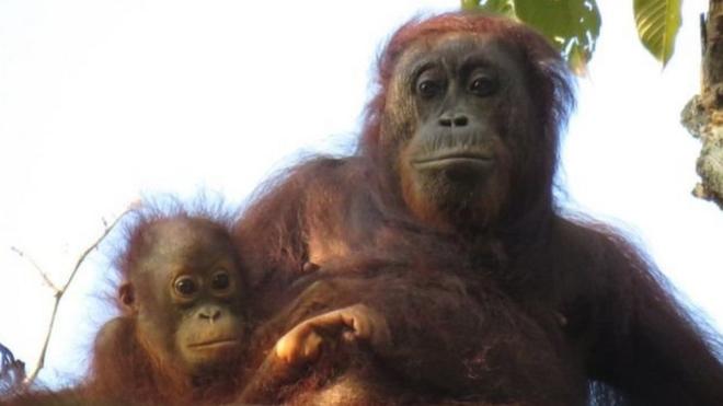 Penebangan hutan untuk perkebunan kelapa sawit mengancam kehidupan spesies penting seperti orang utan.
