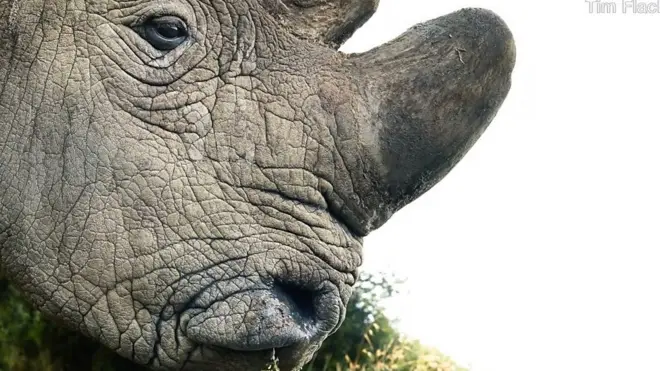 Последний самец северного белого носорога