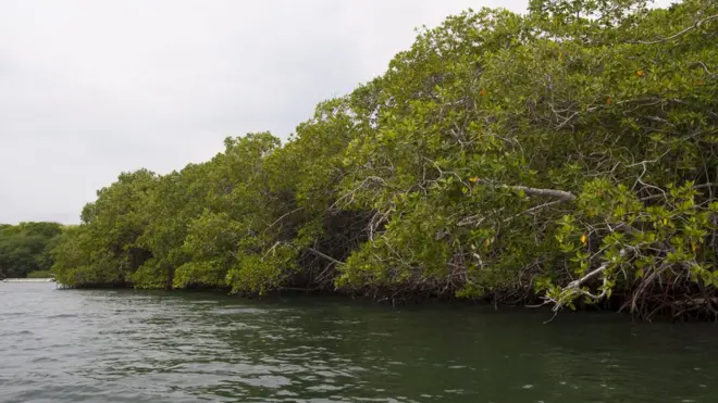 කඩොලාන වෙනත් ගස්වලට වඩා වැදගත් වන්නේ ඇයි?