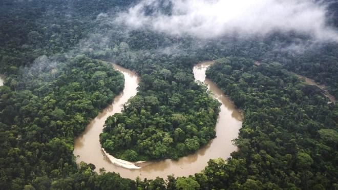 Amazon yağmur ormanı