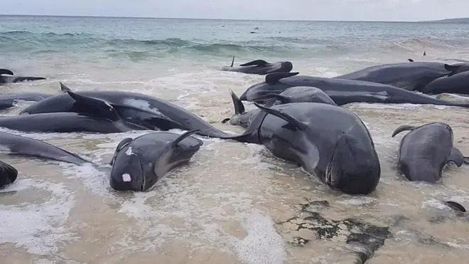 ما سبب جنوح الحيتان إلى الشاطئ؟