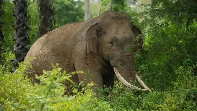 දළ පුට්ටුවා