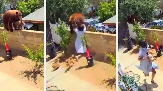 ریچھ، لڑائی، لڑکی