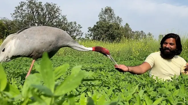 모하마드 아리프와 두루미
