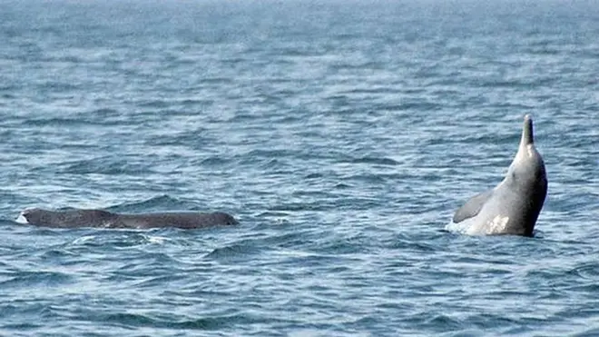 గోవా, హంప్‌బ్యాక్ డాల్ఫిన్లు