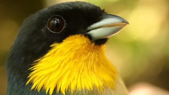 A yellow-throated tanager inhabits high elevations on the Cerro de Pantiacolla in Peru