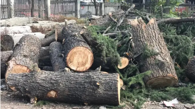 دیار کے درخت کو پاکستان کا قومی درخت کہا جاتا ہے