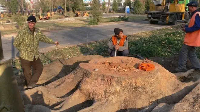 Кесилган кўп йиллик соғлом дарахт