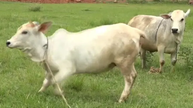 పుంగనూరు ఆవులు