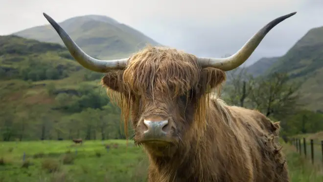 Корова хайлендской породы на фоне гор.
