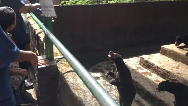 Beruang tampak seperti meminta makan ke pengunjung Kebun Binatang Bandung.