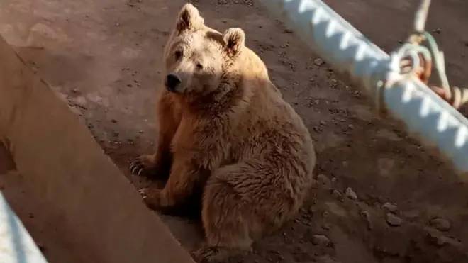 Termiz Hayvonot bog'i