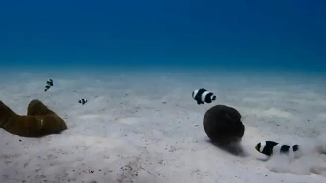 Ikan badut saddleback tertangkap kamera Blue Planet II sedang mendorong batok kelapa ke anemonnya.