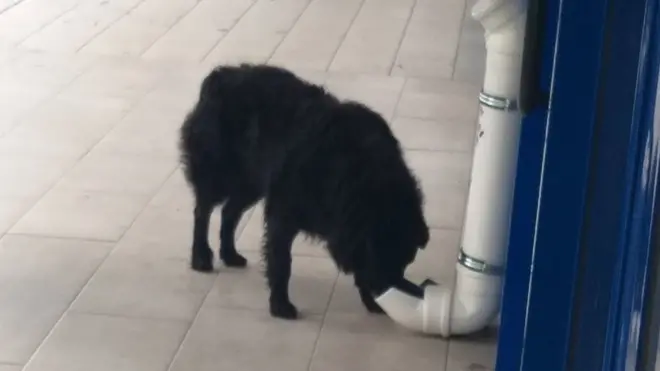 Пси свраћају да једу