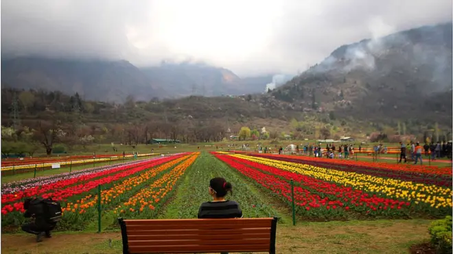 కశ్మీర్ శ్రీనగర్ తులిప్ గార్డెన్