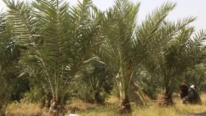 د خورما ونې