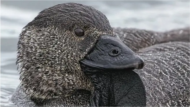 Talking Duck మాట్లాడే బాతు