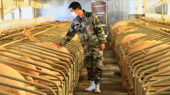 A worker checks on pigs at a farm in China's Sichuan province