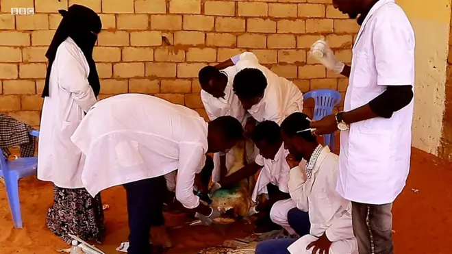 Dhaqaatiirta xoolaha