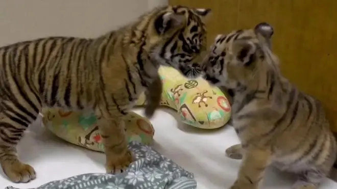 امریکہ کے سان ڈیاگو چڑیا گھر میں سماٹرن نسل کے شیر کے بچے کی ملاقات جب بنگال نسل کے شیر کے بچے سے ہوئی تو دونوں گھل مل گئے۔