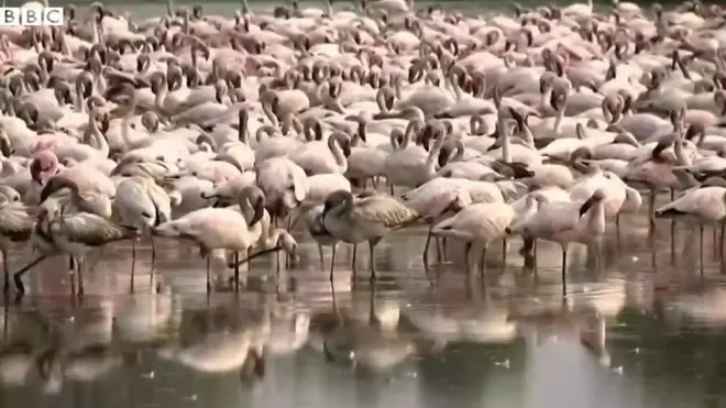 ఫ్లెమింగో పక్షుల వలసలు