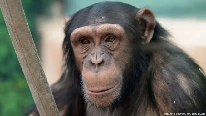 चिंपांज़ी