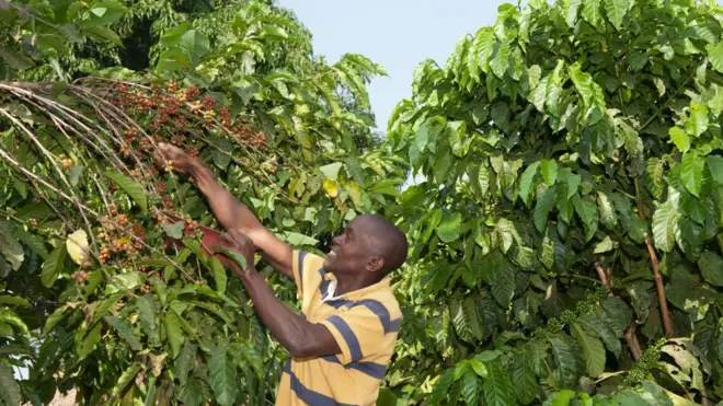 Uganda iracyari igihugu cya mbere muri Afurika cyohereza ikawa nyinshi mu mahanga