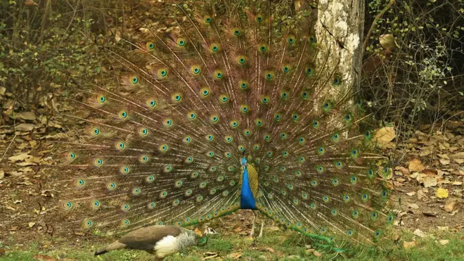 Judge Mahesh Sharma told TV channels that "the peahen gets pregnant" after "swallowing the tears of the peacock".