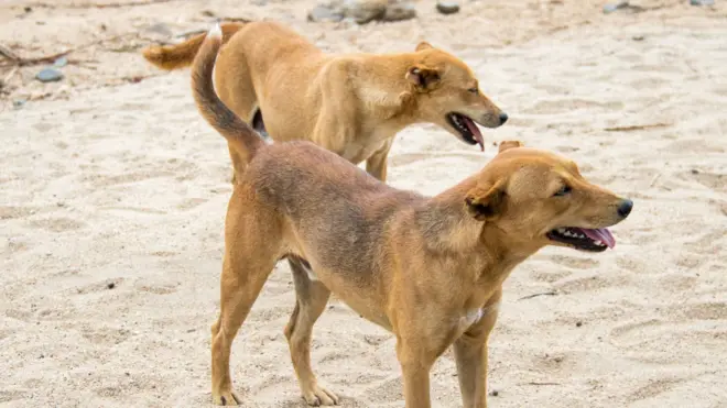 Saroota diddiimoo lama cirracharra dhaabbatan
