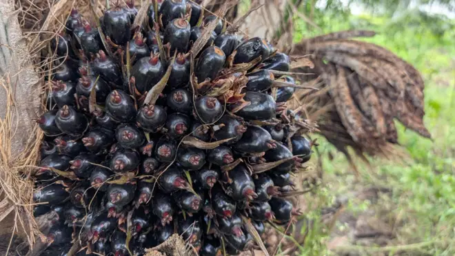 ఆయిల్ పామ్