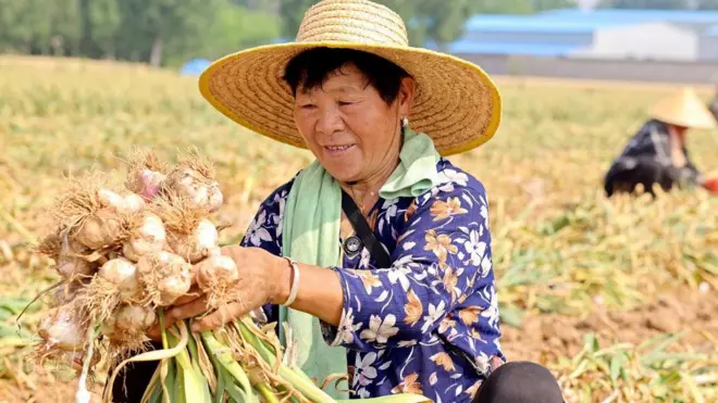 Una campesina china con un sombrero rendondo de bambú y una camisa con detalles florales azules y amarillos recoge una cantidad de ajo en un cultivo 