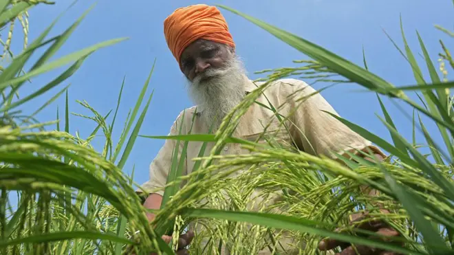 ਝੋਨਾ