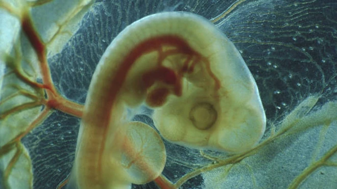 รูปตัวอ่อนไก่