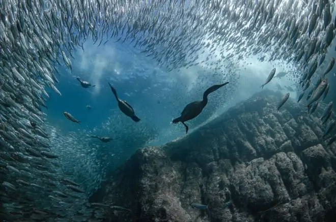 정어리를 잡고 있는 가마우지