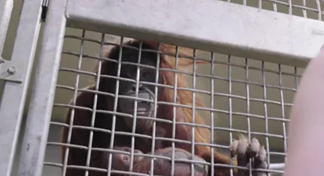 おりの中に子供を抱いたオランウータンがいる