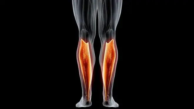 సోలియస్ కండరం