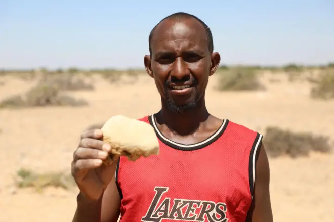 Xoola dhaqatada ayaa walaac ka muujinaya geedkan Xajiinka ah oo ay aaminsanyihiin inuu sababay xanuunkaan xoolaha ku dhacay