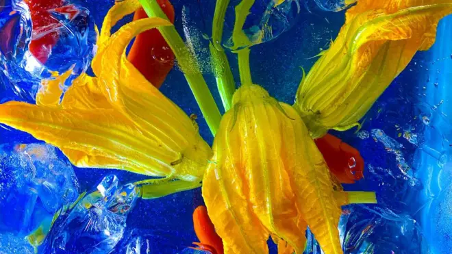 Hermosas flores amarillas de calabaza y pétalos rojos inmersas en agua con hielo sobre fondo azul