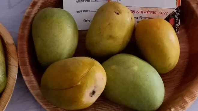 రటౌల్ మామిడి