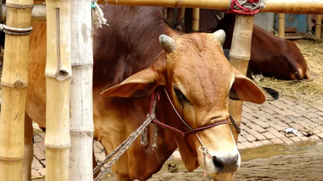উৎপাদন খরচ বৃদ্ধির কারণে এবার গরুর দাম বাড়বে বলছেন খামারীরা।