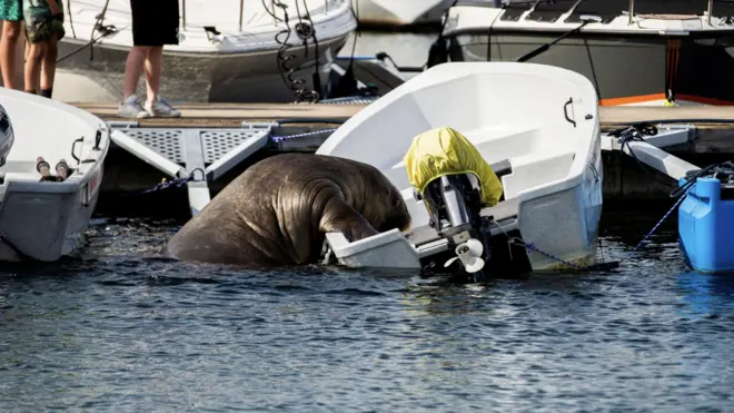 Freya bota tırmanırken